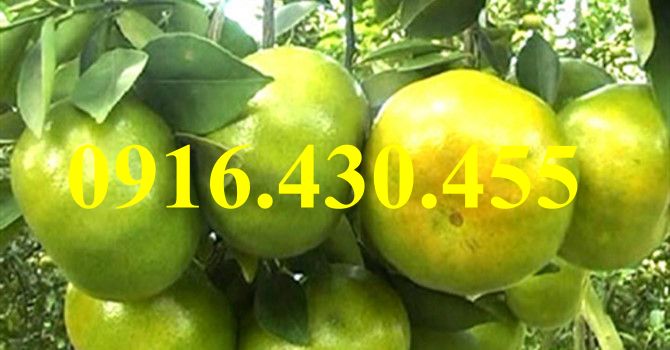 Cây giống quýt đường miền nam
